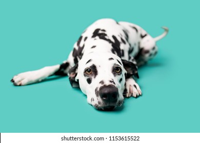 Beautiful Dalmation Dog On Colored Background