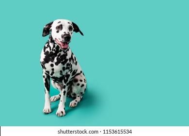 Beautiful Dalmation Dog On Colored Background