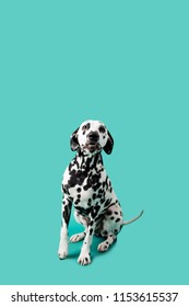 Beautiful Dalmation Dog On Colored Background