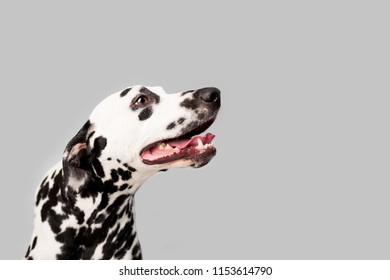 Beautiful Dalmation Dog On Isolated Background