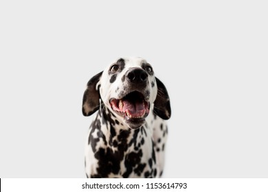 Beautiful Dalmation Dog On Isolated Background