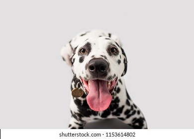 Beautiful Dalmation Dog On Isolated Background