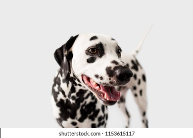 Beautiful Dalmation Dog On Isolated Background