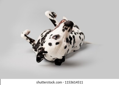 Beautiful Dalmation Dog Rolling