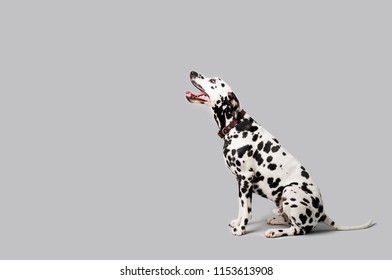 Beautiful Dalmation Dog Sitting Down On Isolated Background