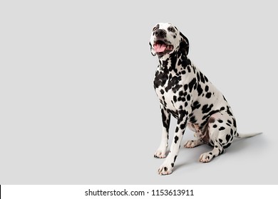 Beautiful Dalmation Dog Sitting Down On Isolated Background