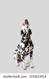 Beautiful Dalmation Dog Sitting Down On Isolated Background