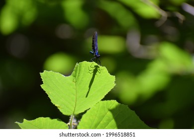 Beautiful Damselfly Scientifically Called Calopterygidae