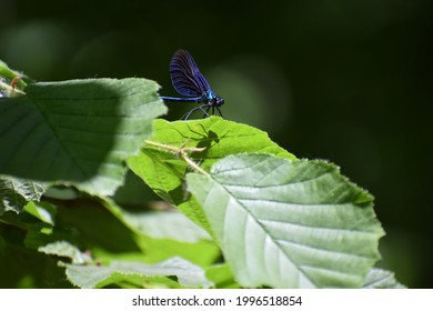 Beautiful Damselfly Scientifically Called Calopterygidae