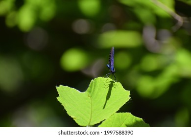 Beautiful Damselfly Scientifically Called Calopterygidae