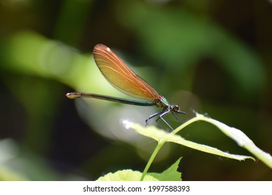 Beautiful Damselfly Scientifically Called Calopterygidae