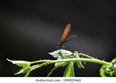 Beautiful Damselfly Scientifically Called Calopterygidae