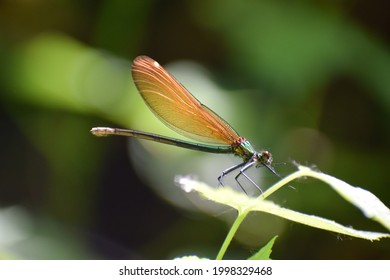 Beautiful Damselfly Scientifically Called Calopterygidae