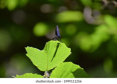 Beautiful Damselfly Scientifically Called Calopterygidae