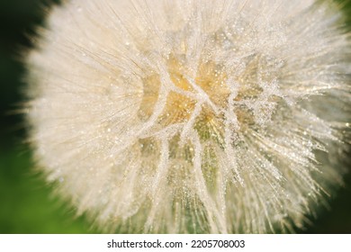 Beautiful Dandelion close-up with dew or water drops. Natural background. Fluffy dandelion with dew drops. Natural blurred spring background. Spring. abstract dandelion flower background  - Shutterstock ID 2205708003