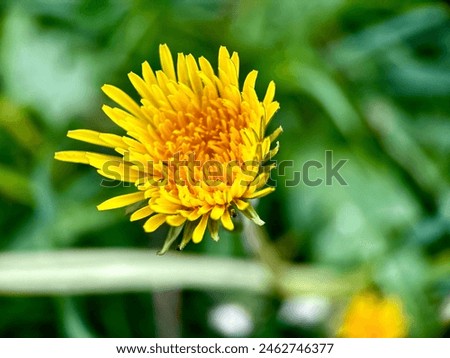 Similar – Image, Stock Photo 20.04.09 Plant Flower