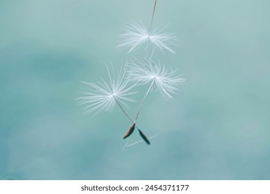 Beautiful dandelion flower seed in springtime, blue background - Powered by Shutterstock