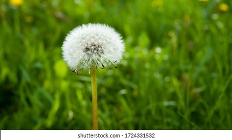 Beautiful dandelion in the landscaping.Dandelion gives birth to good blood.Eliminates the need for hot poisoning with poisons,scorpion bites,and bees.