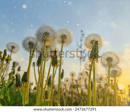 Similar – Image, Stock Photo A meadow with dandelions and dandelions in the morning dew.