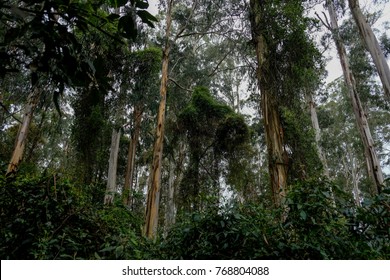 Beautiful Dandenong Ranges