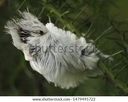 Beautiful and Dangerous White Hairy Caterpillar (Megalopyge opercularis)