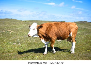 Beautiful Danish Cow Herder In A Green Grass Field With Blue Sky In Denmark.