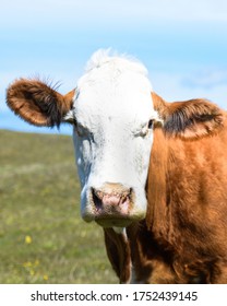 Beautiful danish cow herder in a green grass field with blue sky in Denmark.