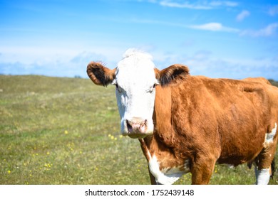 Beautiful Danish Cow Herder In A Green Grass Field With Blue Sky In Denmark.