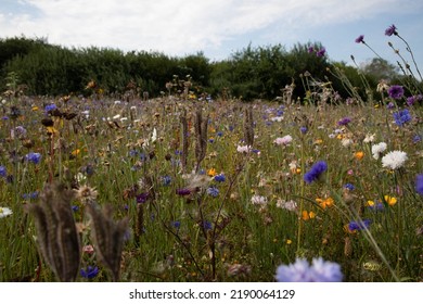 The Beautiful Danish Summer Flowers