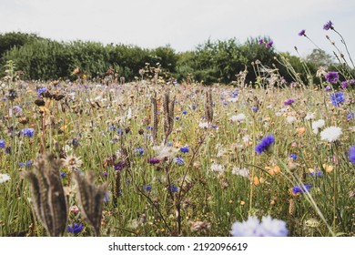 The Beautiful Danish Summer Flowers