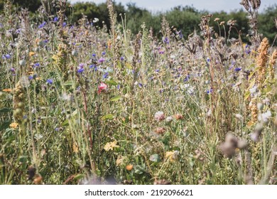 The Beautiful Danish Summer Flowers