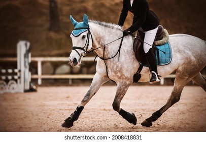 A beautiful dappled gray horse with a blue saddlecloth on its back and a rider in the saddle gallops around the arena, on which there are barriers for show jumping on an autumn day.