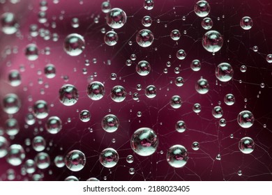 Beautiful dark background with necklace of water droplets on cobweb.Spiderweb net texture with morning rain dew close-up.Rain drops on spider web in nature.Macro pattern in contrast focus - Powered by Shutterstock