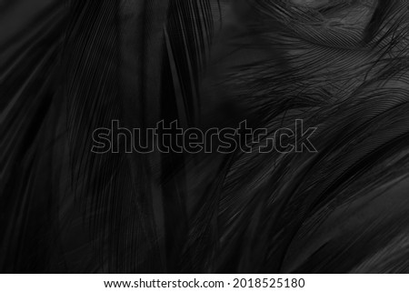 Beautiful dark black feather pattern  texture background