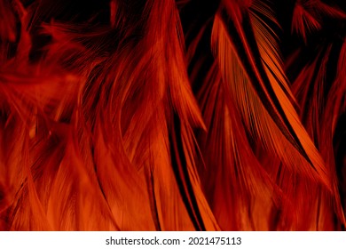Beautiful dark black orange colors trend feather texture background, trends color 