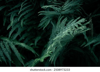 Beautiful dark green background of fern leaves.Dense thickets of growing ferns in the forest.Natural floral background of fern,tropical plant species with dense foliage close-up for background texture - Powered by Shutterstock