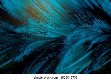 Beautiful Dark Green Blue Feather Pattern  Texture Background