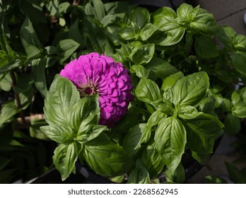 Beautiful dark Green Genovese Basil companion planted with giant lilac zinnia to utilize organic pest control. Zinnias attract predatory wasps and hover flies. 