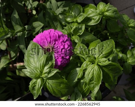 Beautiful dark Green Genovese Basil companion planted with giant lilac zinnia to utilize organic pest control. Zinnias attract predatory wasps and hover flies. 