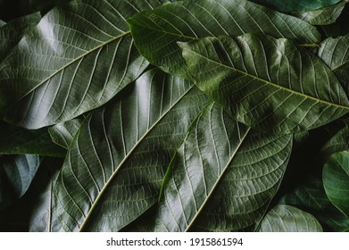 Beautiful Dark Green Leaves 
 Background. Walnut Leaves Close Up. The Leaves Of The Walnut Are Dried To Make Healthy Medicinal Tea.