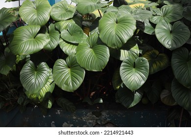 Beautiful Dark Green Leaves In The Office Yard In The Day Time