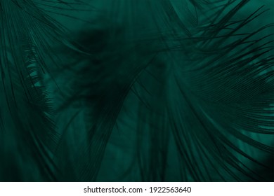 Beautiful dark green vintage color trends feather texture background - Shutterstock ID 1922563640