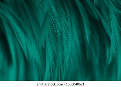 Beautiful dark green viridian vintage color trends feather texture background Stock Photo