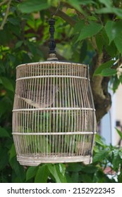 beautiful dark grey dove in bird cage