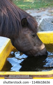 108 Water Trough Paddock Images, Stock Photos & Vectors | Shutterstock