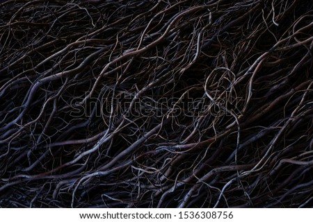 Beautiful dark low key texture background. Gothic moody background. Black, purple and grey abstract nature background texture of dry tree roots