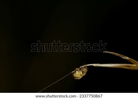 Similar – Image, Stock Photo vinegar tree Nature Branch