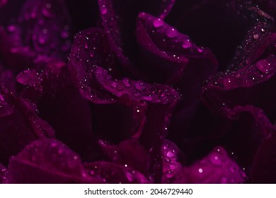 Beautiful Dark Purple Rose Bud With Water Drops Close Up. Nature Concept. Floral Background.