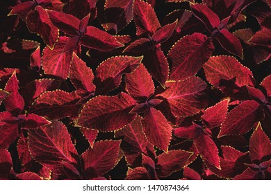 Beautiful Dark Red Coleus Forskohlii Leaves In The Garden From Above. 