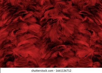 Beautiful Dark Red Maroon Feather Pattern Texture Background